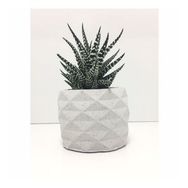 E-Hediyeci YE1605 Geometrik Beton Saksı Ve Canlı Sukulent