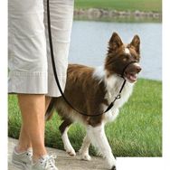 Easy Walk Headcollar Siyah Köpek Tasması