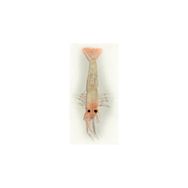 Ecotackle Melagues COL:08 7.9 cm İğnesiz Paketsiz Silikon Karides