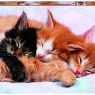 Educa 17087 Kittens 500 Parça Puzzle