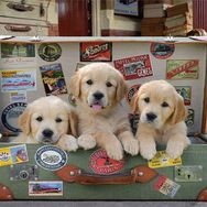 Educa Bagajdaki Yavru Köpekler 500 Parça Puzzle