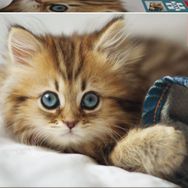 Educa Kitten 200 Parça Çocuk Puzzle