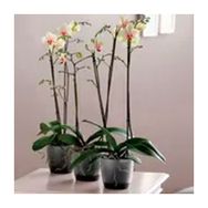 Elho Brussels 16 cm Şeffaf Orkide Saksısı