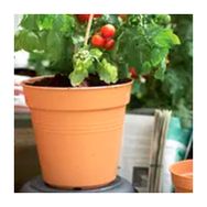 Elho Green Basics 19 cm Kahve Yetiştirme Saksısı