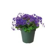 Elho Green Basics 19 cm Yeşil Yetiştirme Saksısı