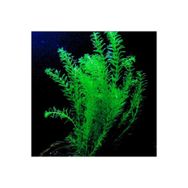 Elodea Species 5 Kök Canlı Bitki