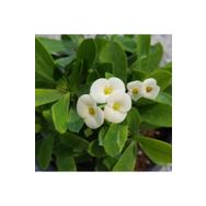Euphorbia Milii - Beyaz Çiçekli Dikenler Tacı