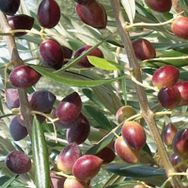 Evve Bahçe Tüplü Manzalina Zeytin Fidanı