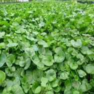 Fare Kulağı - Dichondra Repens 250 gr Çim Tohumu