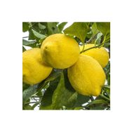 Fidan Zagara Bianca Limon Fidanı