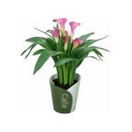 Gala Gelin Çiçeği Calla Lily Pembe 10-20 Cm
