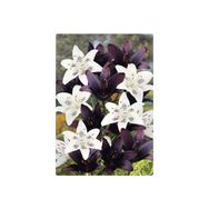 Gardenya Karışık 2 Renk Kokulu Lilyum Zambak Çiçek Soğanı