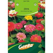 Genta Prestige Kirli Hanım Çiçeği Tohumu