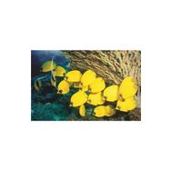 Gordion Masa Altında Kelebekler 1000 Parça Puzzle