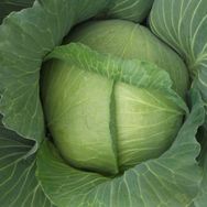 Green Line Yalova1 10 gr Lahana Tohumu