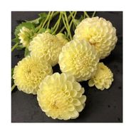 Han 2 Adet Limon Sarısı Yıldız Dahlıa Çiçek Soğanı