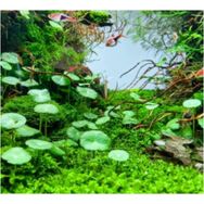 Hydrocotyle Verticillata Özel Tür Kolay Akvaryum Bitkisi 1 Saksı Canlı Bitki