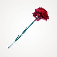 KARANFIL - FERMAN KARAÇAM