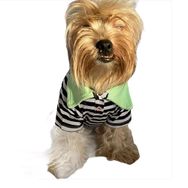 Kemique Grass Hopper Stripe Polo Yaka Tişört Köpek Elbisesi