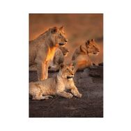 Keskin Color Aslanlar 1000 Parça Puzzle