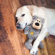 Kong 26 cm Knots Ayı Peluş Köpek Oyuncağı