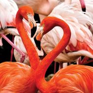 KS Games 100 Parça Animal Planet Flamingo Lovers Puzzle