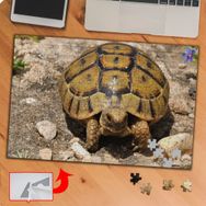 KS70366 Sevimli Hayvan Kaplumbağa 240 Parça Puzzle Yapboz