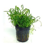 Lilaeopsis Novaezelandiae Saksı Canlı Bitki