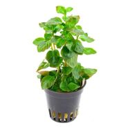 Ludwigia Ovalis Saksı Canlı Bitki