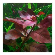 Ludwigia Repens Rubin Saksı Canlı Bitki