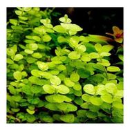 Lysimachia Nummularia Aurea Saksı Canlı Bitki
