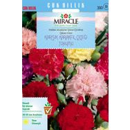 Miracle 190 Adet Chabaud Mixed Karışık Renkli Karanfil Çiçeği Tohumu
