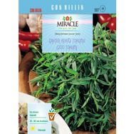 Miracle 200 Tohum 1 Adet Zahter Kekiği Tohumu