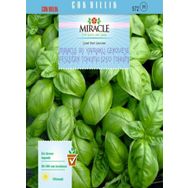 Miracle 250 Tohum 1 Adet İri Yapraklı Genovese Fesleğen Tohumu