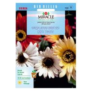 Miracle 30 Adet Karışık Renkli Afrika Papatyası Çiçeği Tohumu