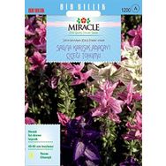 Miracle 350 Tohum Salvia Horminum Karışık Renkli Adaçayı Çiçeği Tohumu