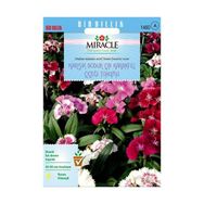 Miracle 450 Tohum Karışık Renkli Bodur Çin Karanfili Çiçeği