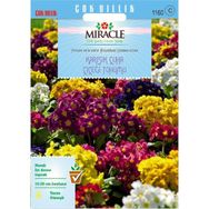 Miracle 50 Adet Karışık Renkli Onbir Ay Çuha Çiçeği Tohumu