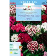 Miracle 690 Tohum Uzun Boylu Karışık Renkli Hüsnü Yusuf Çiçeği Tohumu