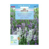 Miracle 95 Tohum Tohum Munstead Strain Bodur İngiliz Lavanta Çiçeği Tohumu
