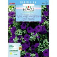 Miracle Eflatun Alderman Violet 800 Tohum Bodur Petunya Çiçeği