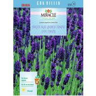 Miracle Hidcote Blue Lavanta 100 Tohum