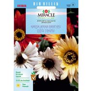 Miracle Karışık Renkli Afrika Papatyası Çiçeği 30 Tohum