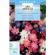 Miracle Karışık Renkli Katmerli Haseki Küpesi Çiçeği 400 Tohum