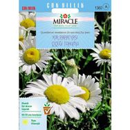 Miracle Krizantem Kır Papatyası Çiçeği 750 Tohum