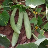 Mutlu 100 gr Hita Acur Tohumu