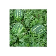 Mutlu Paket Crimson Karpuz 10 gr Tohum