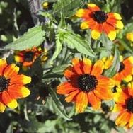 Nadir 100 Adet Üç Renkli Rudbekya Çiçeği Tohumu