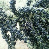 Nadir 1000 Adet Siyah Goji Berry Tohumu