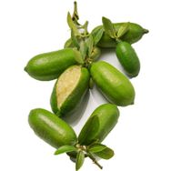 Nadir 3 Adet Parmak Limon Tohumu